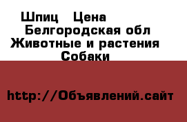 Шпиц › Цена ­ 45 000 - Белгородская обл. Животные и растения » Собаки   